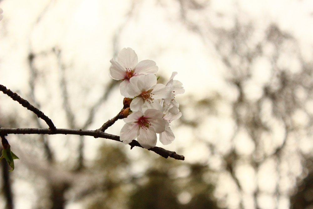 自然の音をBGMに。等々力渓谷の桜と緑、そして水の流れに春を感じる。