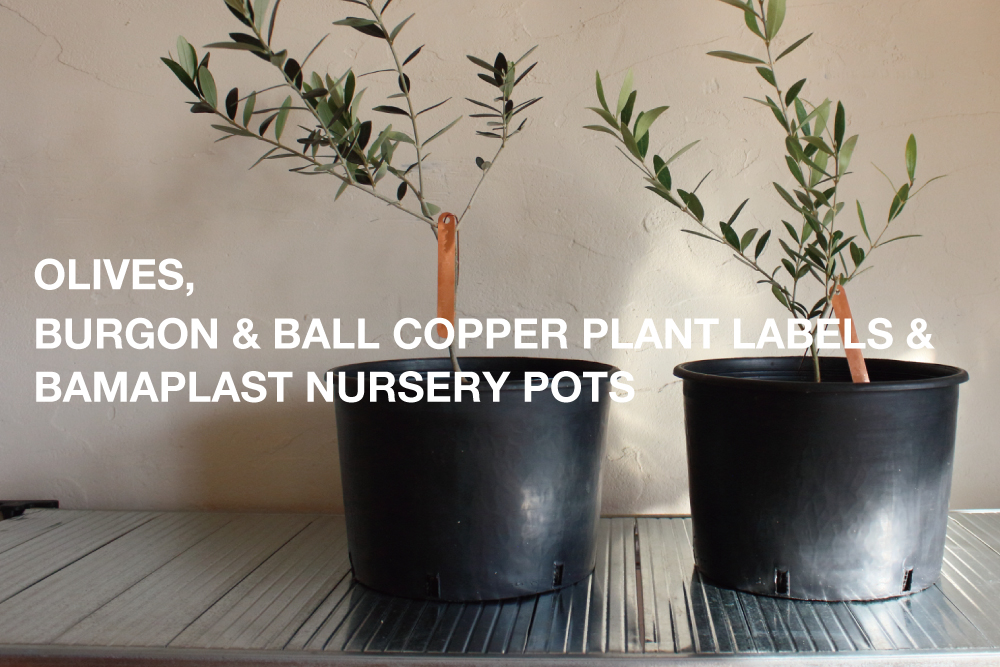 Burgon ＆ Ballのプラントラベルを付けて、2品種のオリーブの木をお揃いのナーセリーポットで育てる。