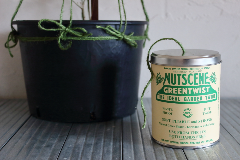Nutscene ナッツシーン の缶入り麻ひもを使って オリーブの樹形づくり Daily Standard