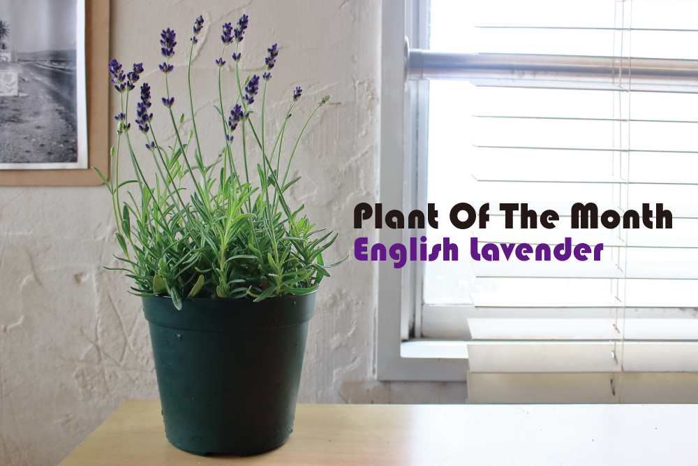 Plant Of The Month〜今月の植物「イングリッシュラベンダー」