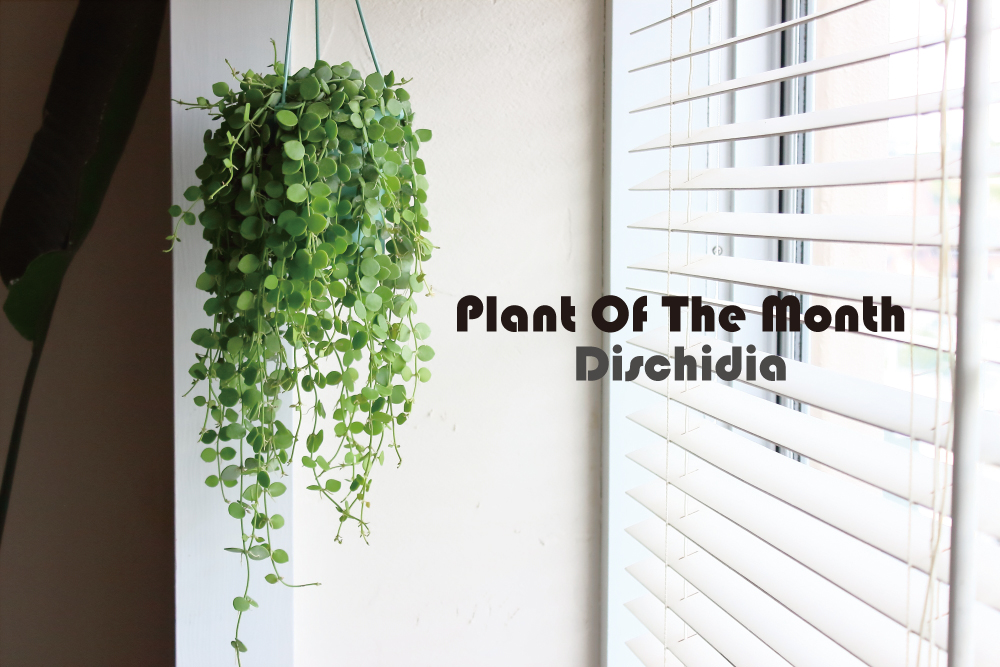 Plant Of The Month〜今月の植物「ディスキディア」