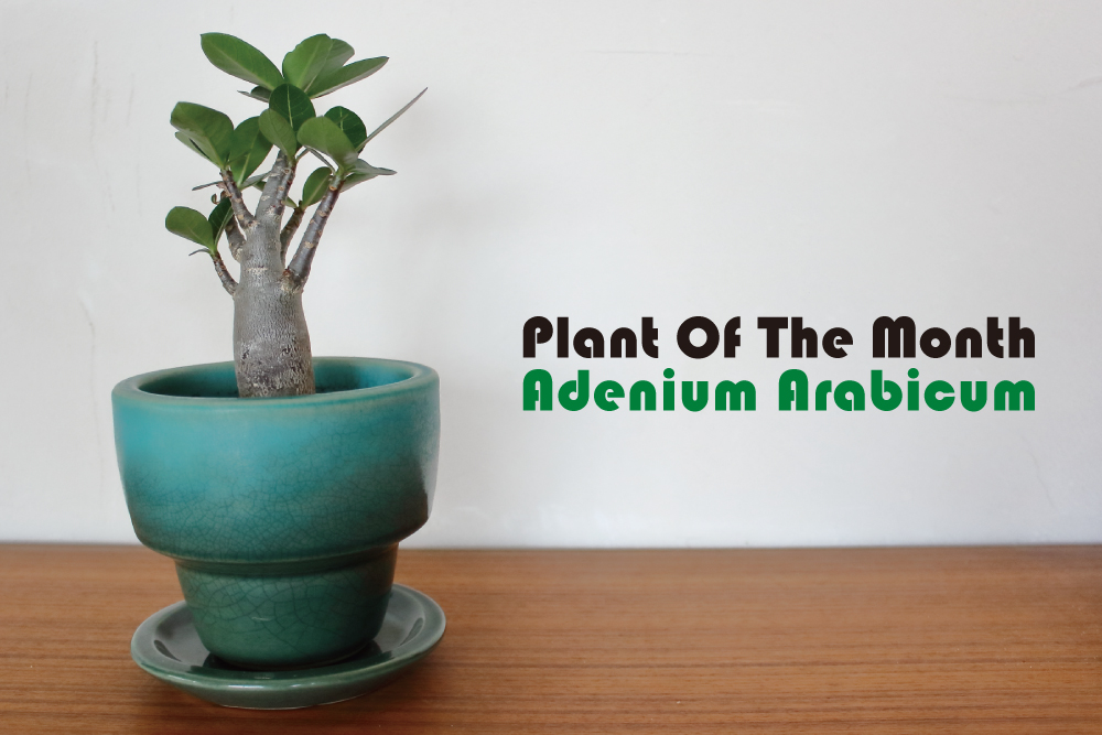 Plant Of The Month〜今月の植物「アデニウム・アラビカム」