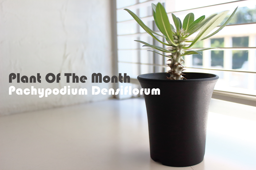 Plant Of The Month〜今月の植物「パキポディウム・デンシフローラム」