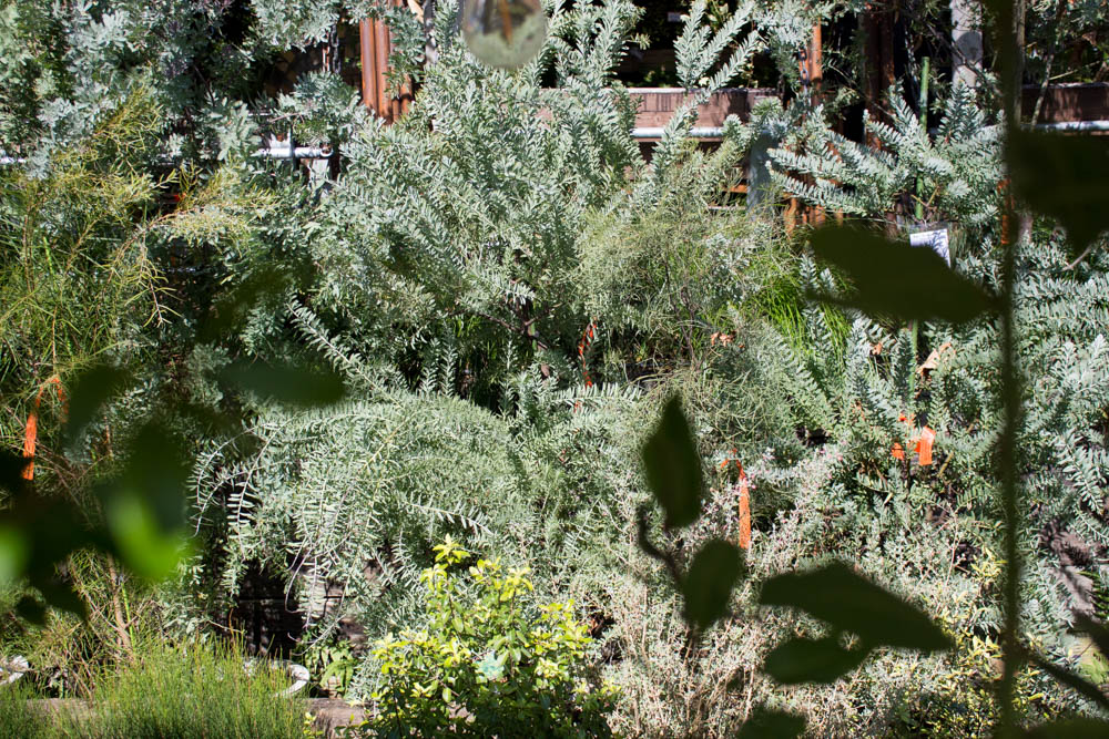 庭に植えても 鉢植えでも ワイルドでカッコいいオーストラリアのネイティブ プランツ Daily Standard