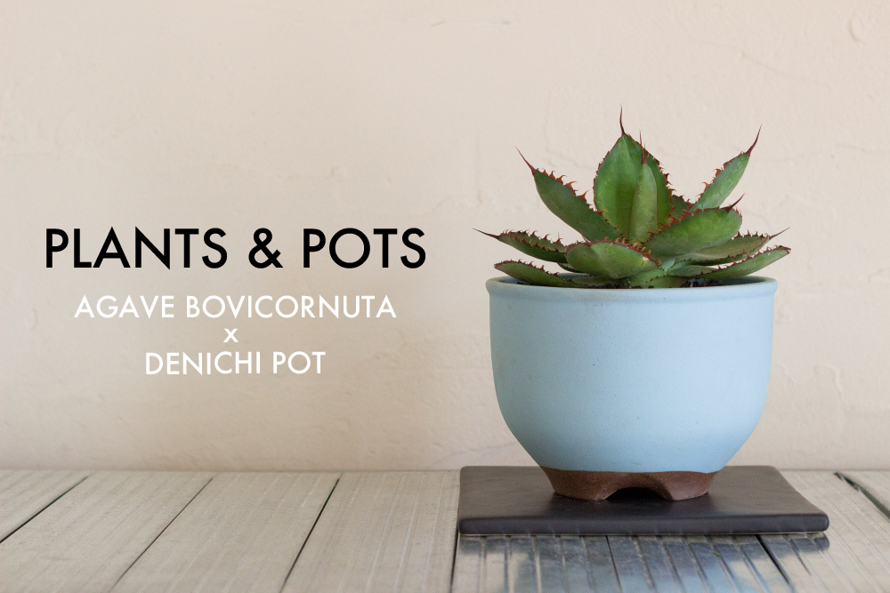 植物と鉢。アガベ・ボビコルヌータとターコイズブルーの伝市鉢（土の配合や植え替え方法）